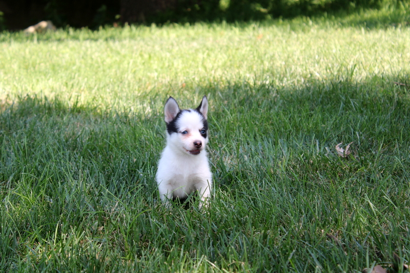 puppy, for, sale, Pomsky, Matthew B. Stoltzfus, dog, breeder, Gap, PA, dog-breeder, puppy-for-sale, forsale, nearby, find, puppyfind, locator, puppylocator, aca